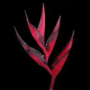 Large Heliconia 89cm Red