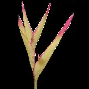 Small Heliconia Flower 79cm Green/Burgundy