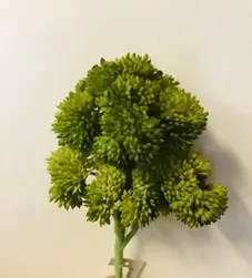 'Cauliflower' Succulent on Stem 18cm