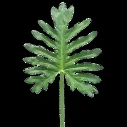 Selloum Split Philodendron Leaf 90cm