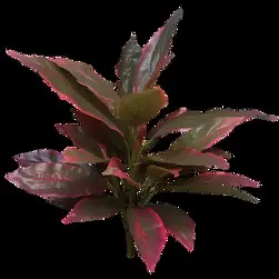 Real Touch Cordyline Bush Red/Green 58cm