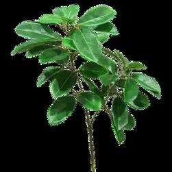 Vibernum Tinus Leaves Spray 71cm