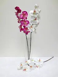 Phalaenopsis Orchid 62cm White