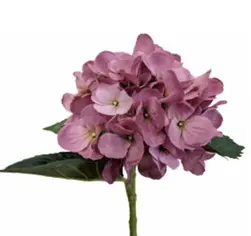 Classic Hydrangea 49cm Rose