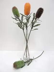 Medium Banksia 70cm