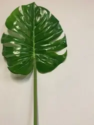 XLarge Monstera Deliciosa Leaf 105cm