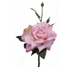Quiannie Rose 42cm New Pink