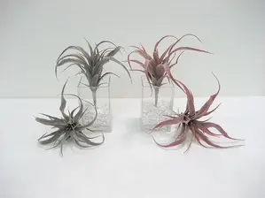 Tillandsia Air Plant 23cm Natural or Burgundy