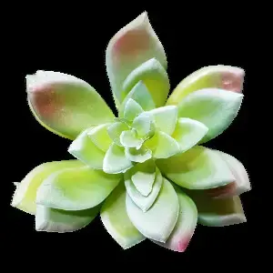 Succulent Graptopetalum 10cm Green or Burgundy