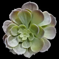 Echeveria Imbracata Succulent 15cm Light Green 