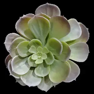 Echeveria Imbracata Succulent 15cm Light Green 