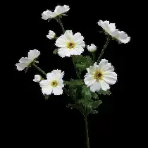 Tall Cosmos Spray 85cm White