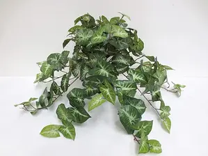 Syngonium Hanging Bush 52cm