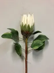 Protea 65cm White