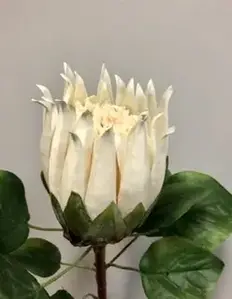 1. Protea 65cm White thumbnail