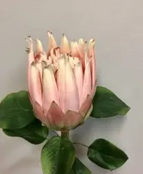 Protea 65cm Peach/Pink