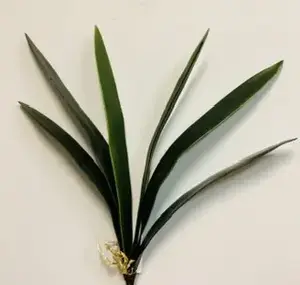 Cymbidium Orchid Leaf Bush 45cm