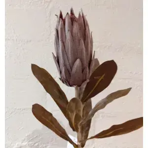 Protea 70cm Chocolate