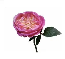 Bailey Rose 30cm Beauty