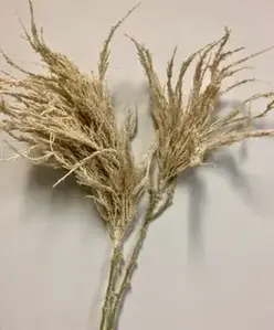 Pampas Grass Seed Head 96cm Natural