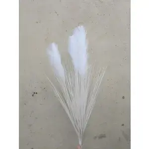 Pampas Grass Bush 83cm White