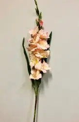 Gladiolus Spray 101cm Light Pink