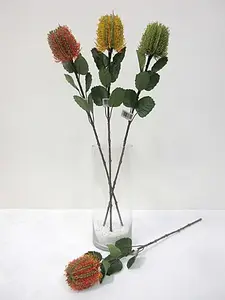 Banksia 57cm