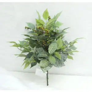 Mixed Ficus Fittonia Berry Bush 37cm