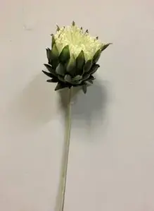 1. Protea 60cm Cream thumbnail