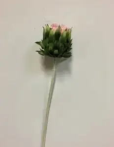 1. Protea 60cm Pink thumbnail
