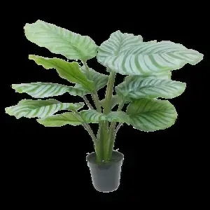 Calathea Plant Potted 63cm