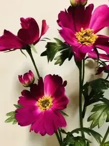 2. Tall Cosmos Spray 85cm Hot Pink thumbnail