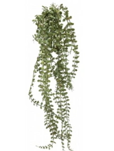 Button Fern Hanging Vine Bush 56cm 