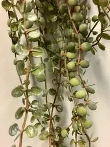 1. Button Fern Hanging Vine Bush 56cm  thumbnail