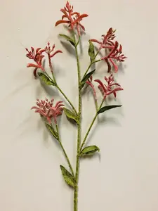 Kangaroo Paw 74cm Red