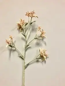 Kangaroo Paw 74cm Peach