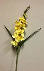 Gladiolus Flower 101cm Yellow