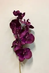 Phalaenopsis Orchid 70cm Purple