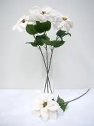Single Poinsettia Ivory 64cm