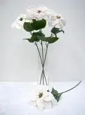 Single Poinsettia Ivory 64cm