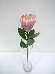 Protea Flower 60cm Pink