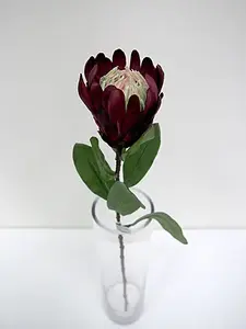 Protea Flower 60cm Burgundy