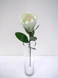 Protea Flower 60cm White