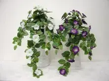 Petunia Morning Glory Hanging Bush 86cm White OR Purple