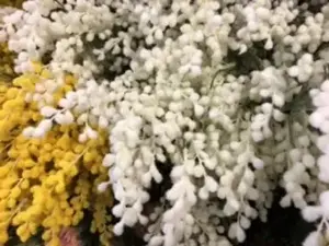 1. Australian Wattle Spray 85cm White thumbnail