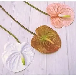 Anthurium 58cm White, Pink or Brown