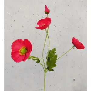 Poppy Spray 75cm Red