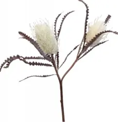 Banksia Double Head 73cm White