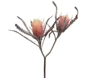 Banksia Double Head 73cm Orange