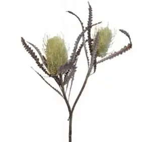 Banksia Double Head 73cm Green